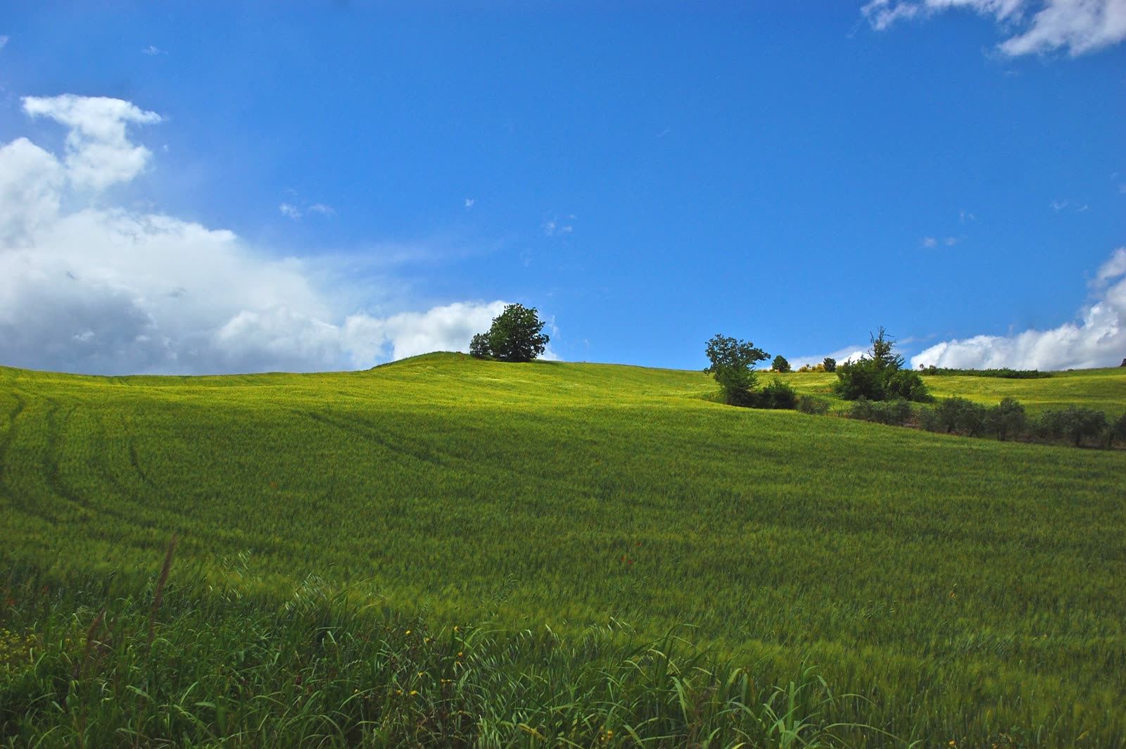 Un prato verde sotto un cielo azzurro
